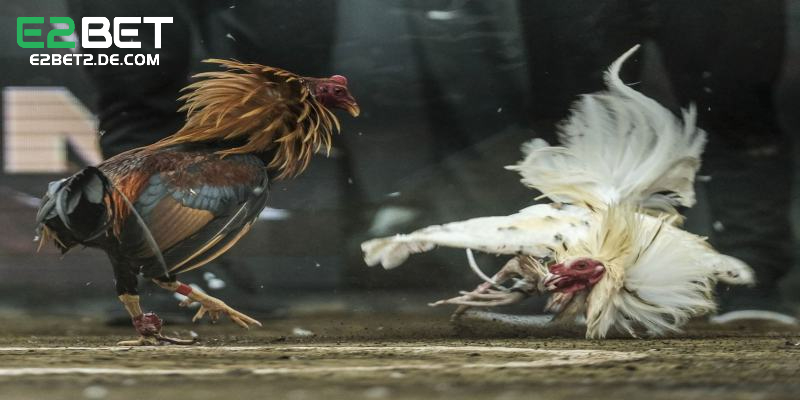 Nắm bắt kinh nghiệm đá gà hiệu quả